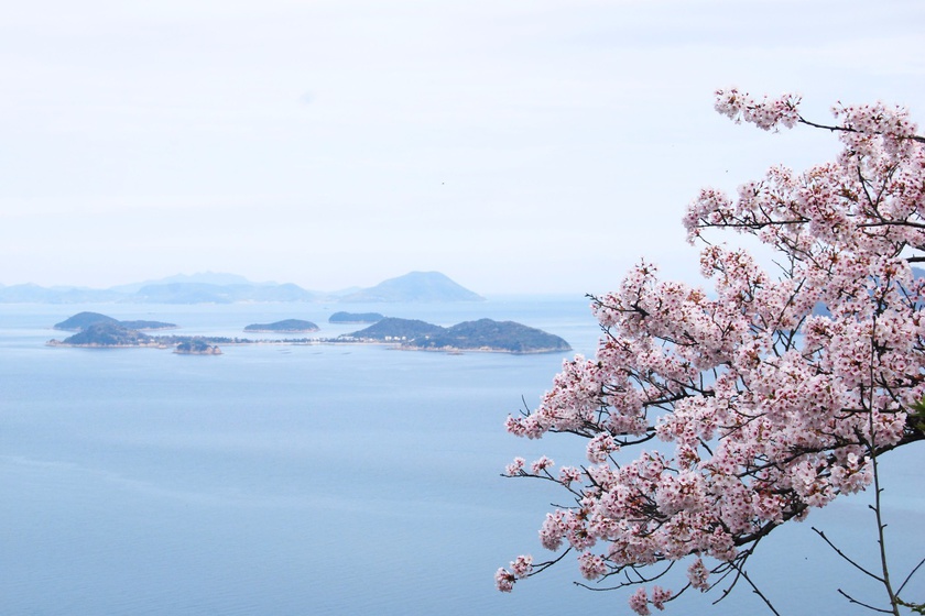 女木岛　樱花