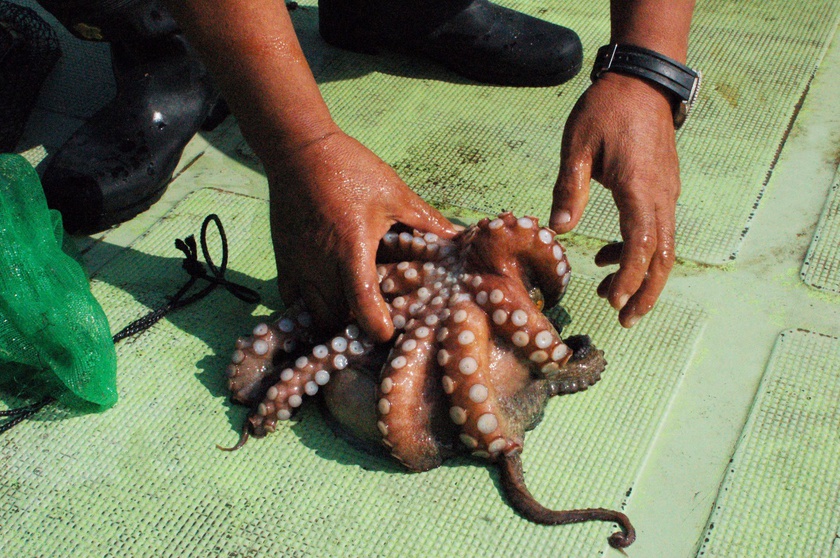 男木島　章魚