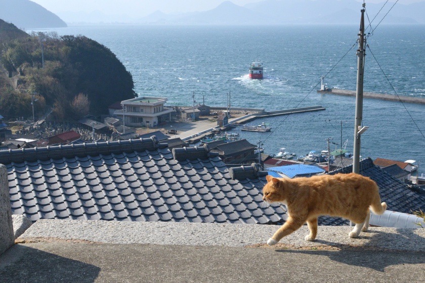 男木島と猫
