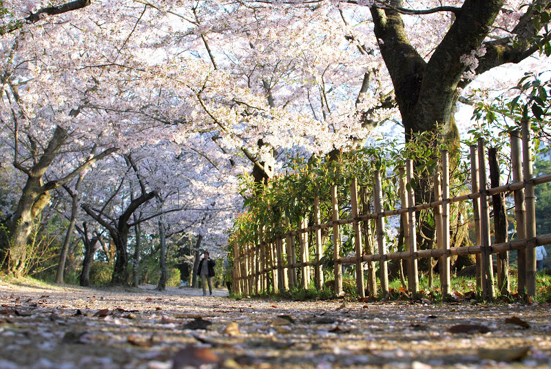 早朝の栗林公園で桜のお花見