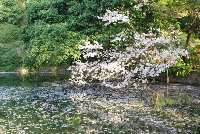 早朝の栗林公園川面に浮かぶ桜