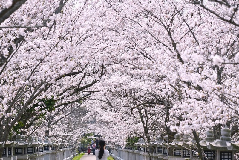 龍満池の中央にある竜桜公園の桜