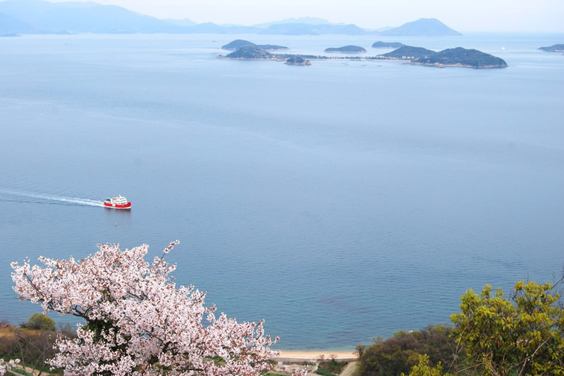 女木島の桜