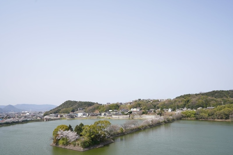 龍満池の中央にある竜桜公園の桜全景