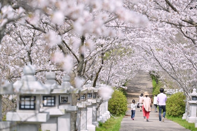 龍満池の中央にある竜桜公園の石灯籠と桜