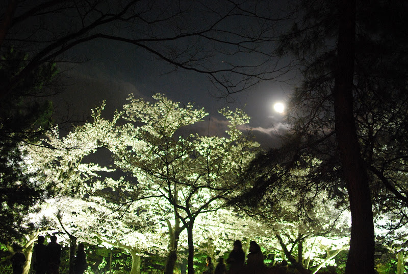 栗林公園夜のお月様と桜