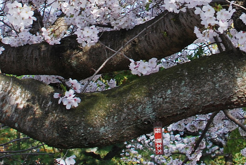 栗林公園桜（ソメイヨシノ）の標本木