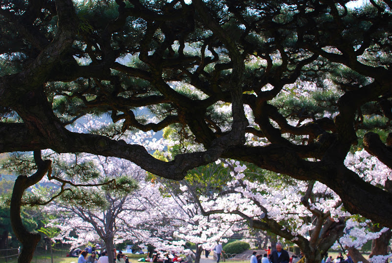 栗林公園の松の木と桜