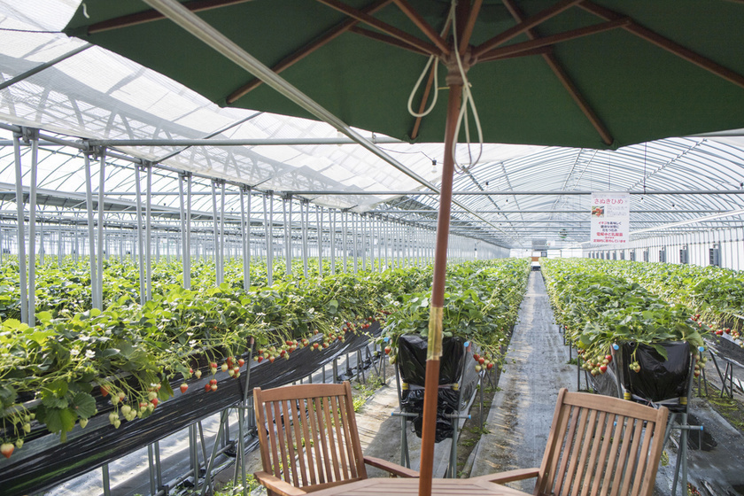 strawberry picking