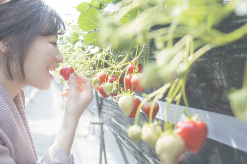 strawberry picking