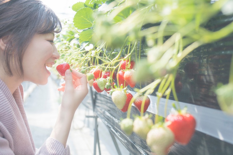 いちご狩りで完熟いちごを食べつくそう