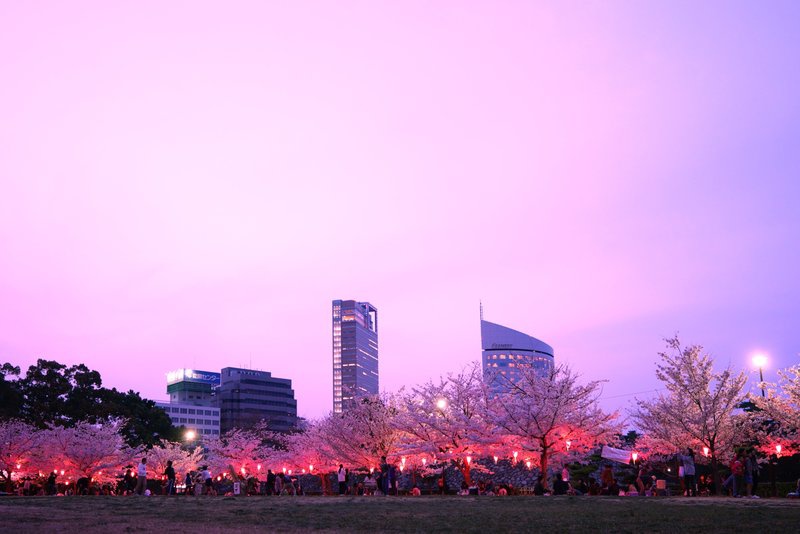 玉藻公園桜の馬場トワイライトの桜