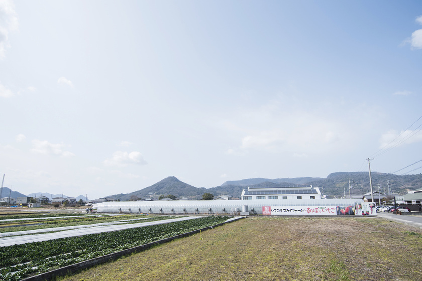 いちご屋スカイファームの長いハウスと看板