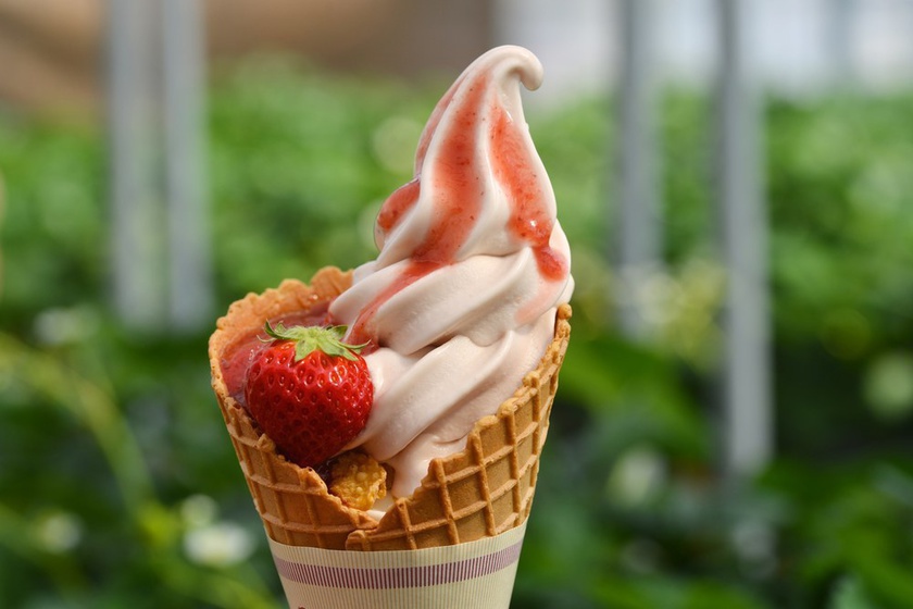 strawberry picking