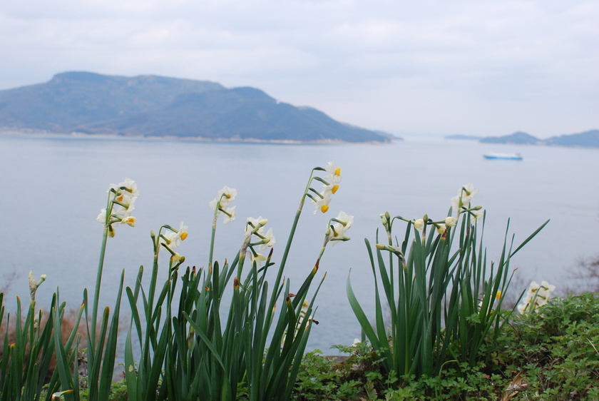 The daffodil colony is filled with salty air and the sweet scent of daffodils