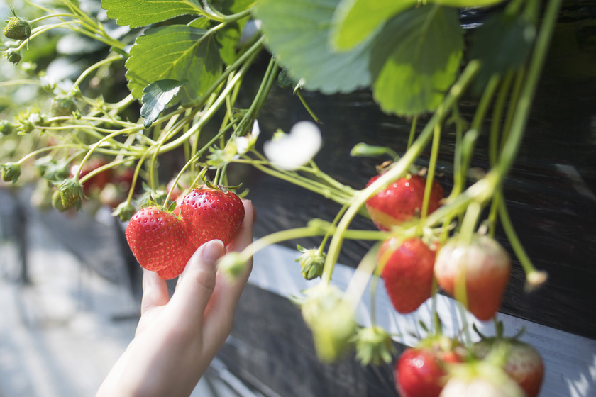 strawberry picking