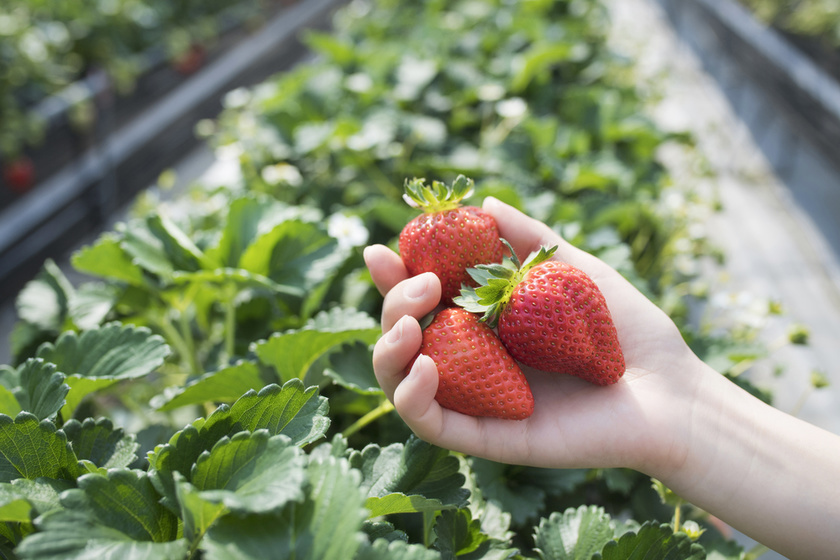 strawberry picking