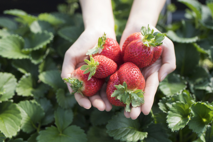 strawberry picking