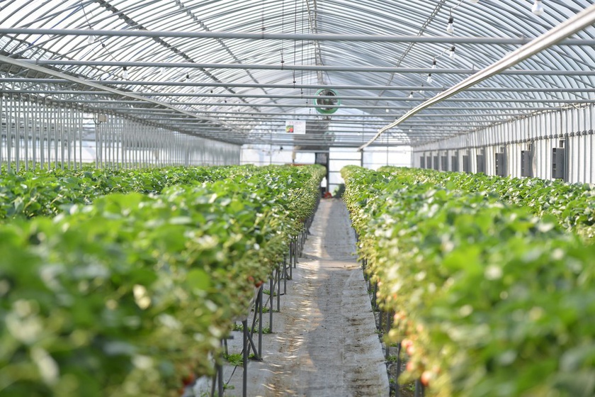 strawberry picking