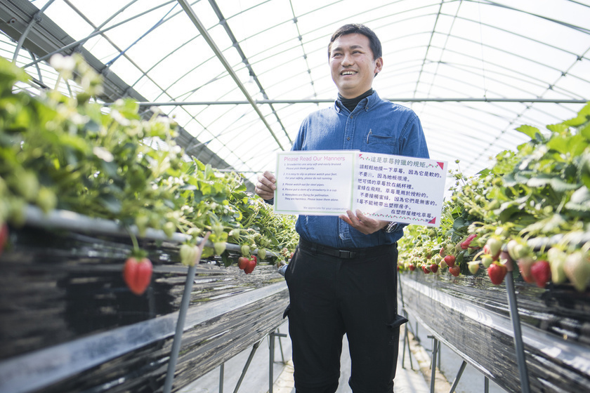 strawberry picking