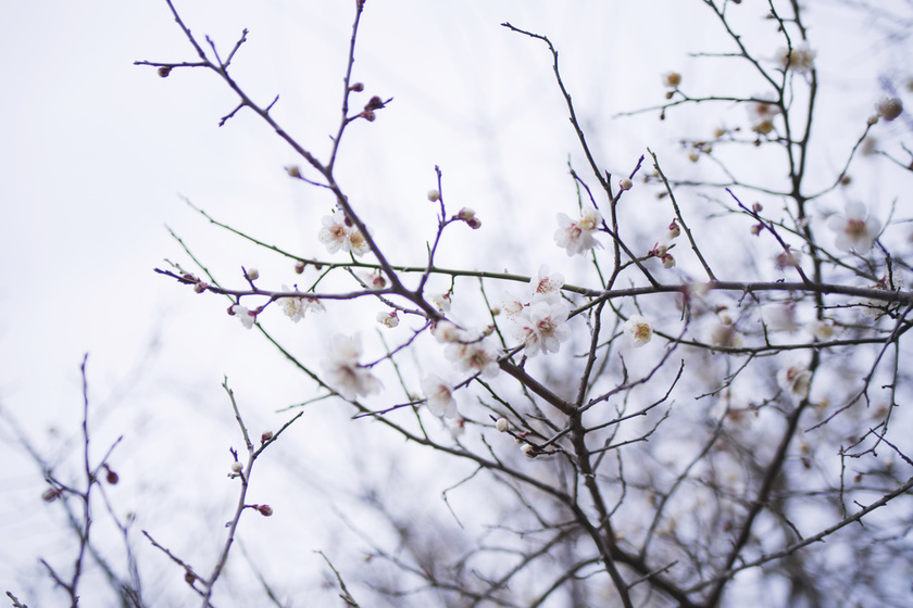 Trees along the road also signal spring's arrival in Ogijima