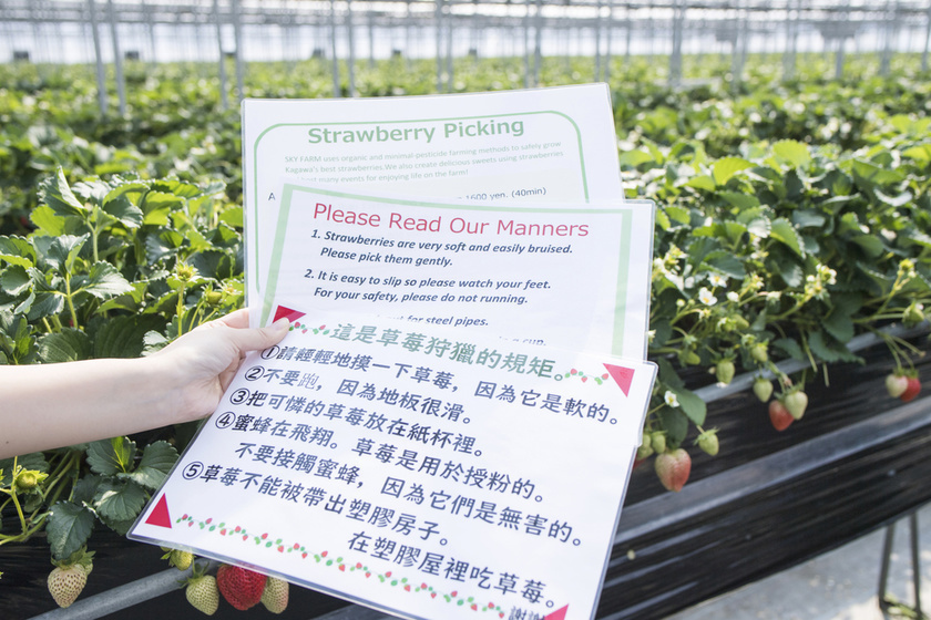 strawberry picking