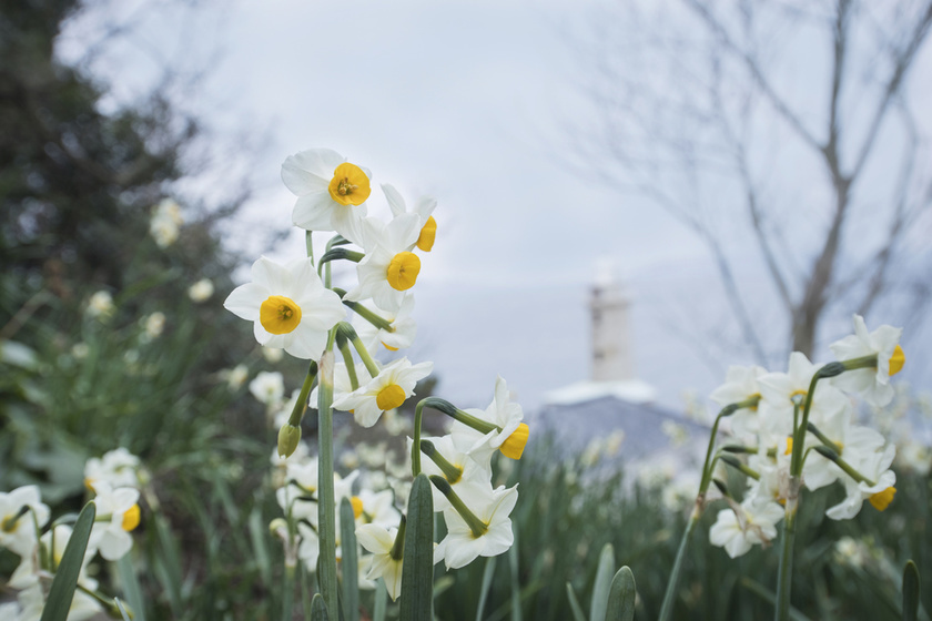 A large number of white daffodils were blooming on the slope, as if trying to surround the nearby walking trail. 