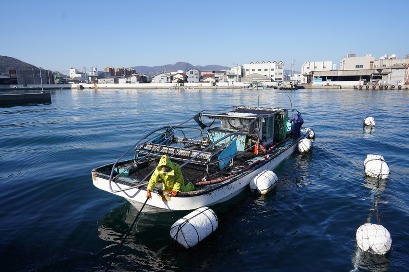 A boat loaded with black nori returned to the port.