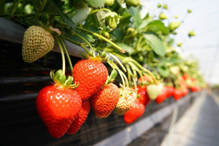 strawberry picking