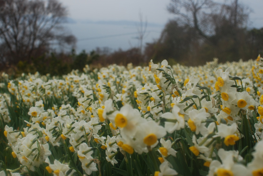 11 million daffodils bloom in Ogijima island