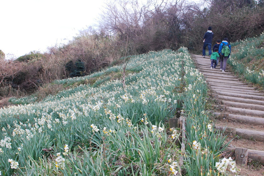男木島に咲き誇る斜面一面に広がるスイセン