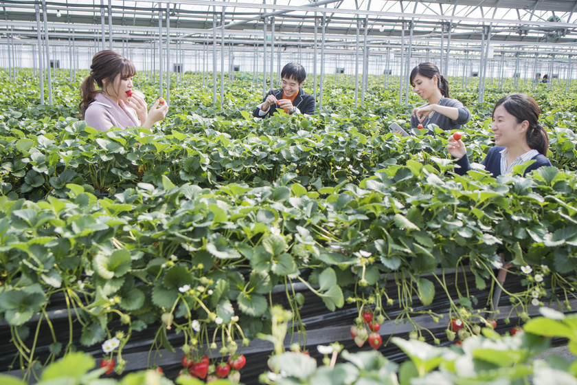 strawberry picking