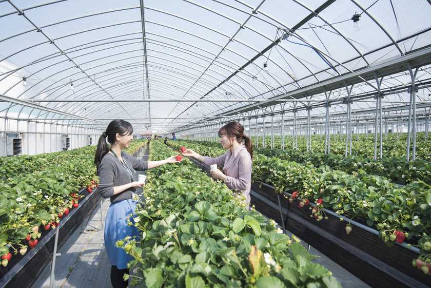 strawberry picking