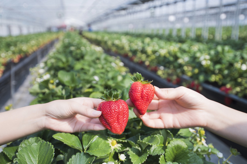 strawberry picking