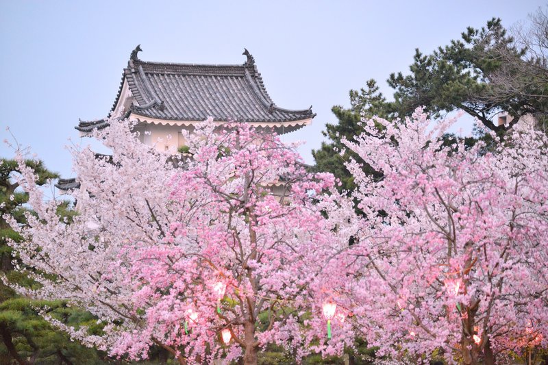 玉藻公園桜の馬場の桜