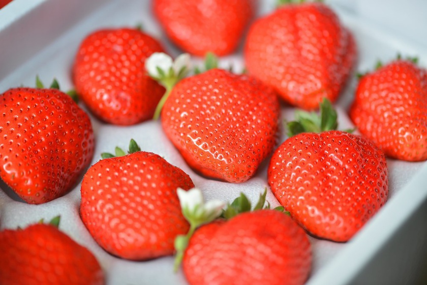 strawberry picking