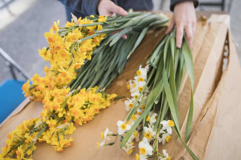 daffodils from Ogijima island are available as souvenirs