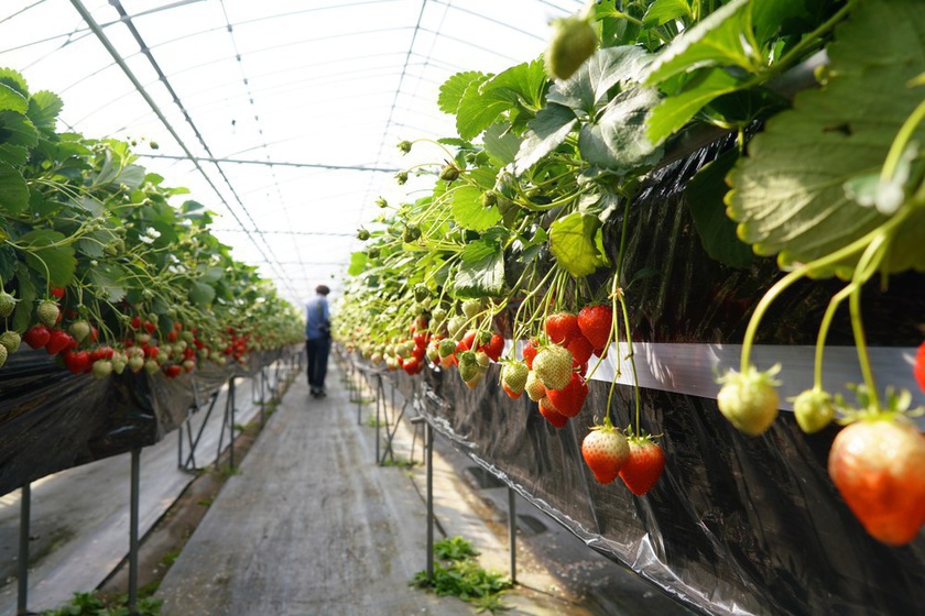 strawberry picking