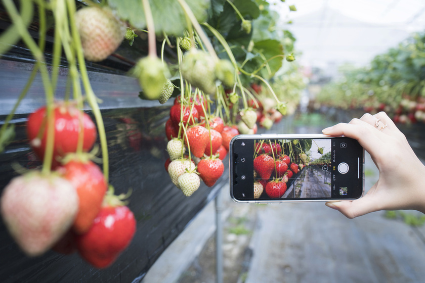 strawberry picking