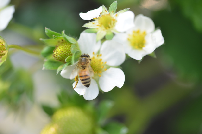 いちごの花の受粉にはミツバチがかかせません。