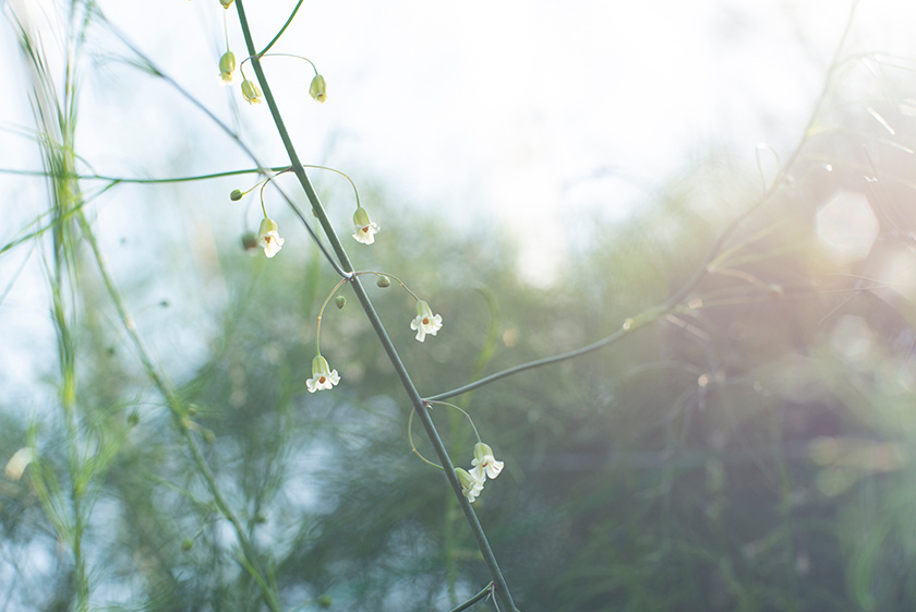 アスパラガスの花・さぬきのめざめ