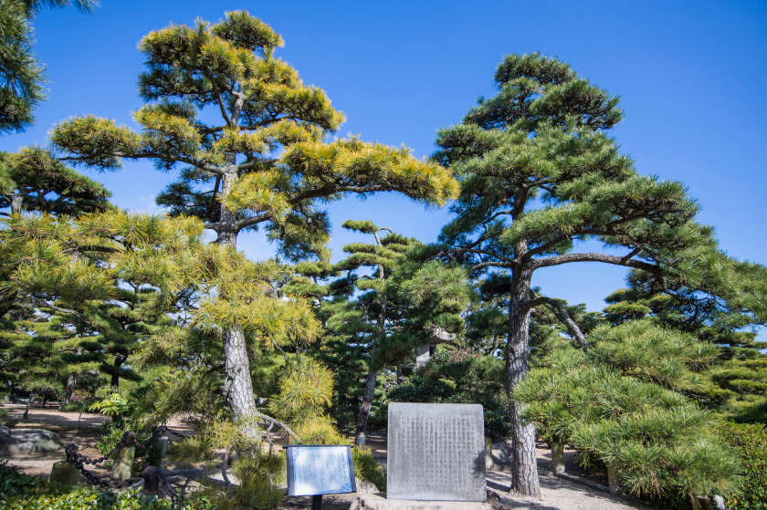 披雲閣 昭和天皇と香淳皇后が松を植樹