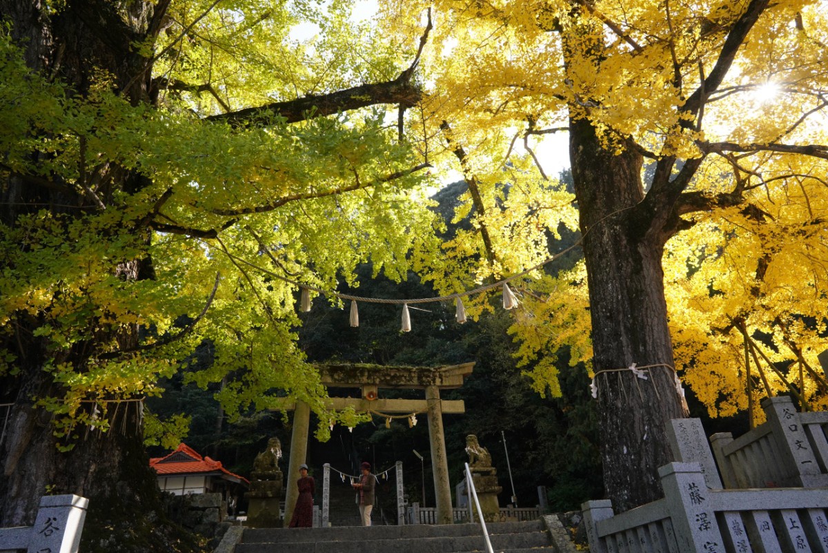 岩部八幡神社の大イチョウ