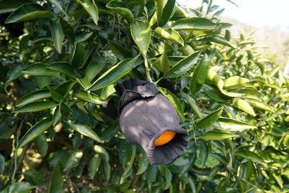 南原農園で育てられている「清見」の黒いカバーは鳥害から守るため
