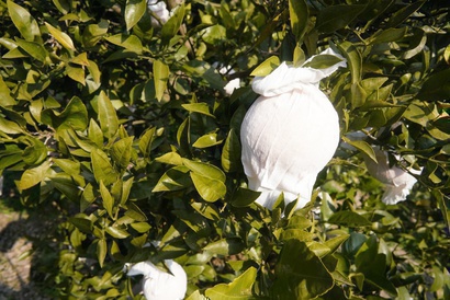 南原農園で育てられている「清見」の白いカバーは光を調節するため