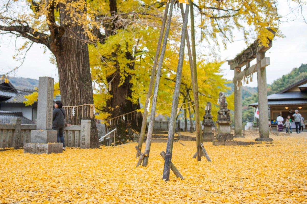 大イチョウ・オスの木・メスの木