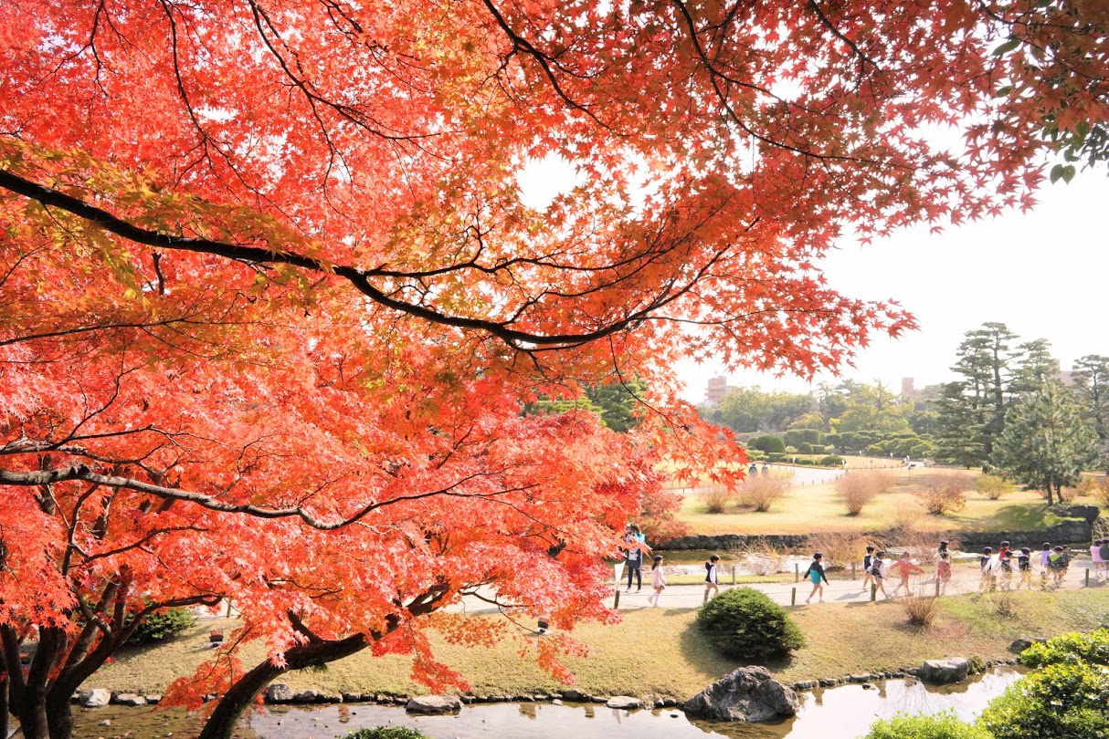 栗林公園の芝生と紅葉