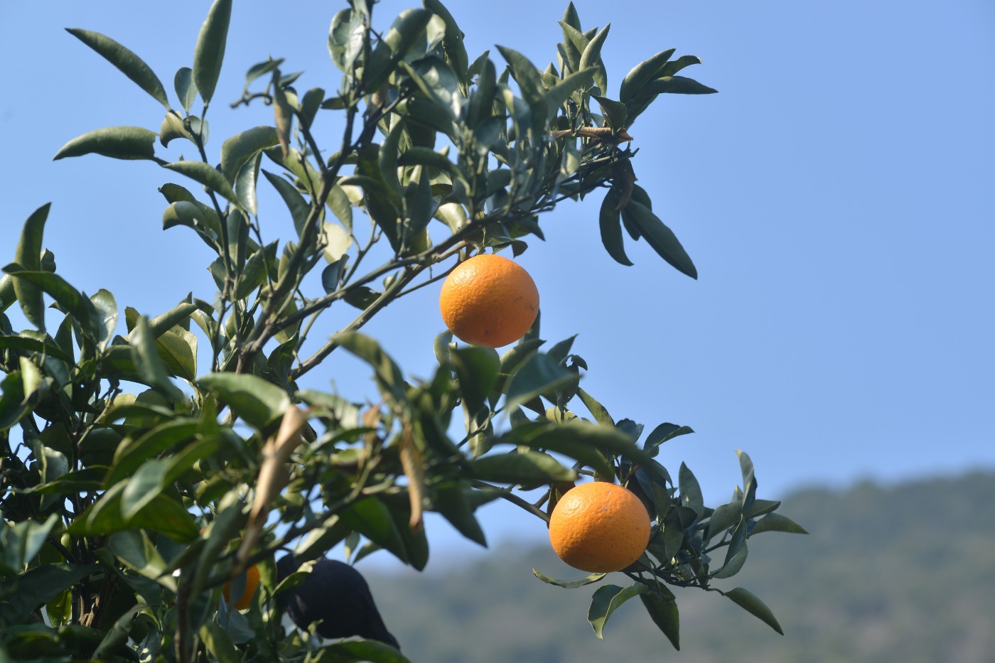 産地では旬の柑橘を新鮮なまま味わえる
