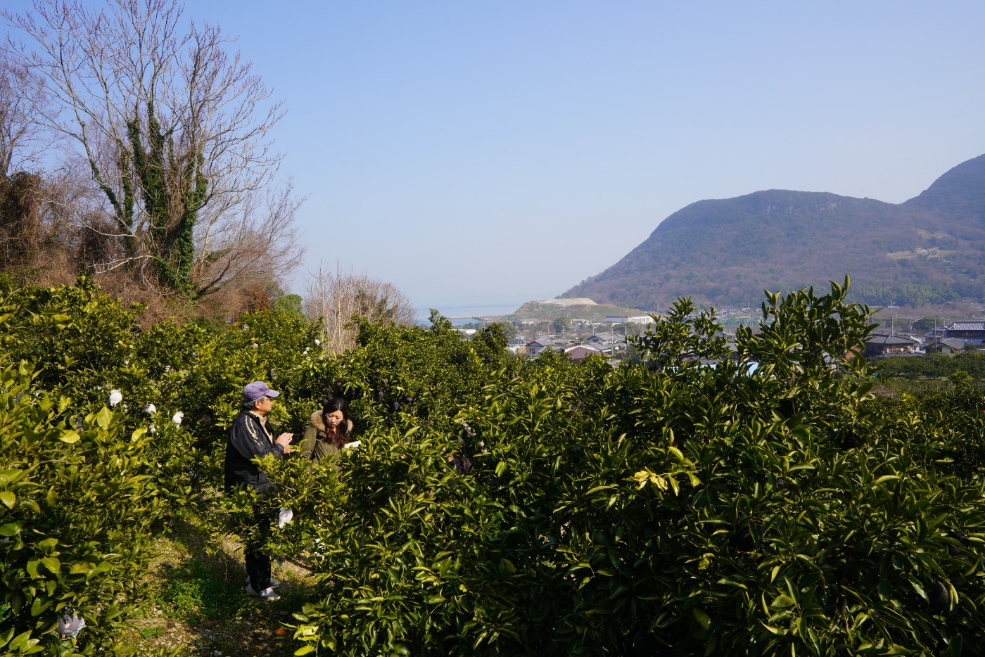 高松市五色台にある南原農園