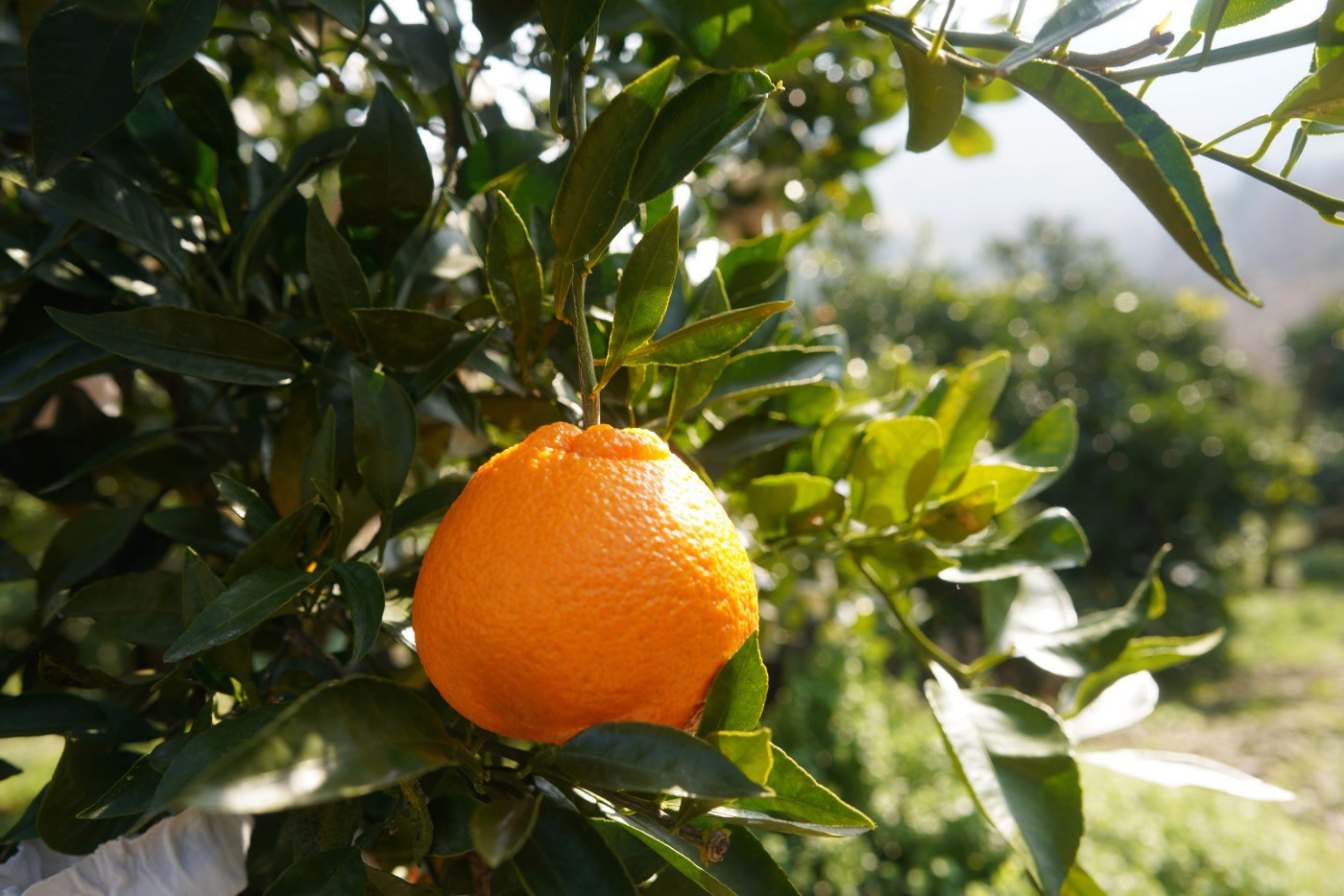 高松は知られざる柑橘の里